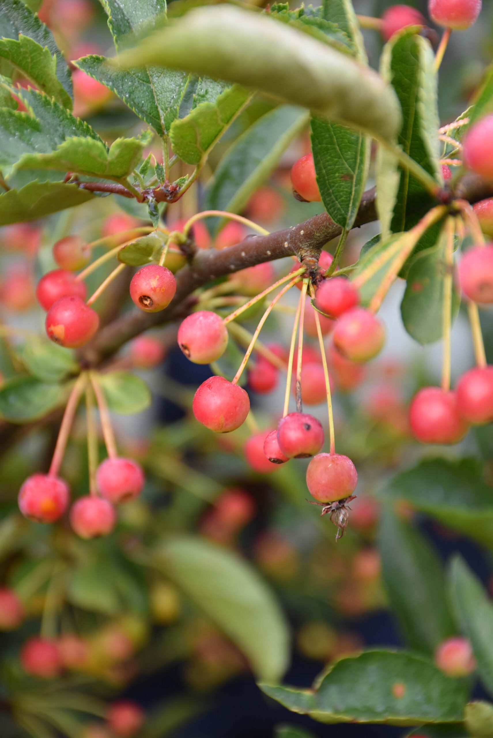 Zierapfel Malus sargentil